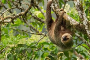 Hoffmans Sloth