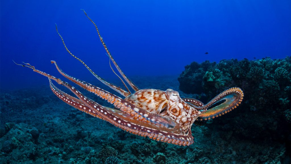 Octopus Cyanea