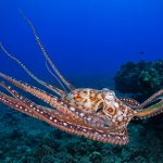 Octopus Cyanea