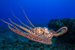 Octopus Cyanea