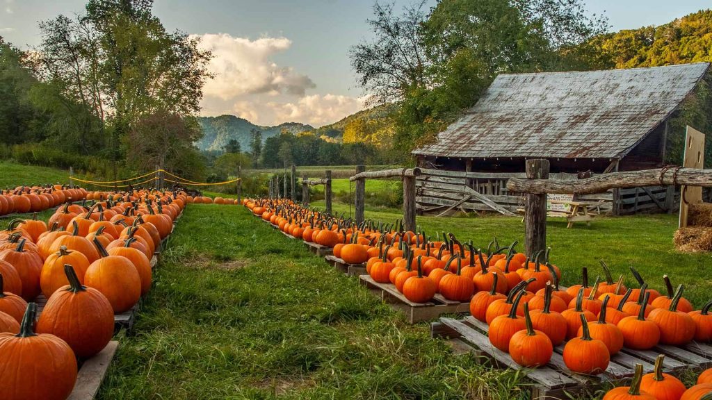 Pumpkin Farm