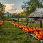 Pumpkin Farm