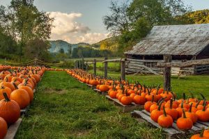 Pumpkin Farm