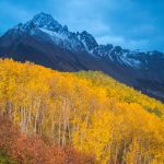 Ridgway Aspens