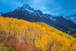 Ridgway Aspens