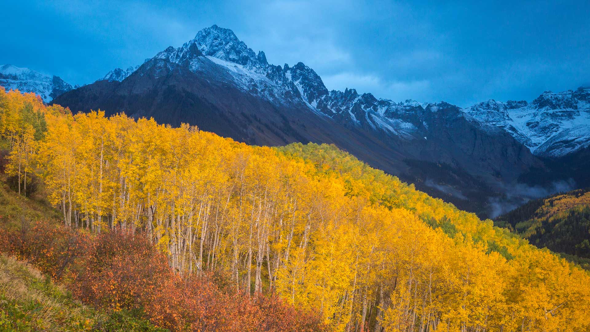 Ridgway Aspens