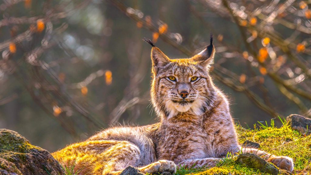 Siberian Lynx