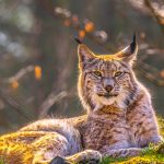 Siberian Lynx