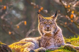 Siberian Lynx