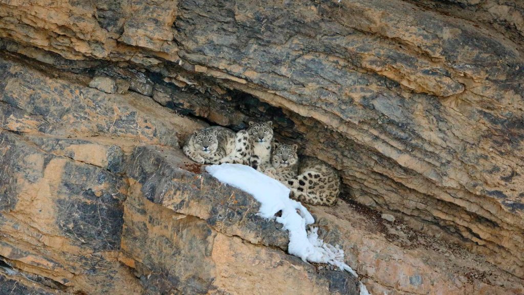 Snow Leopard