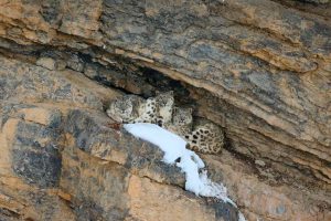 Snow Leopard