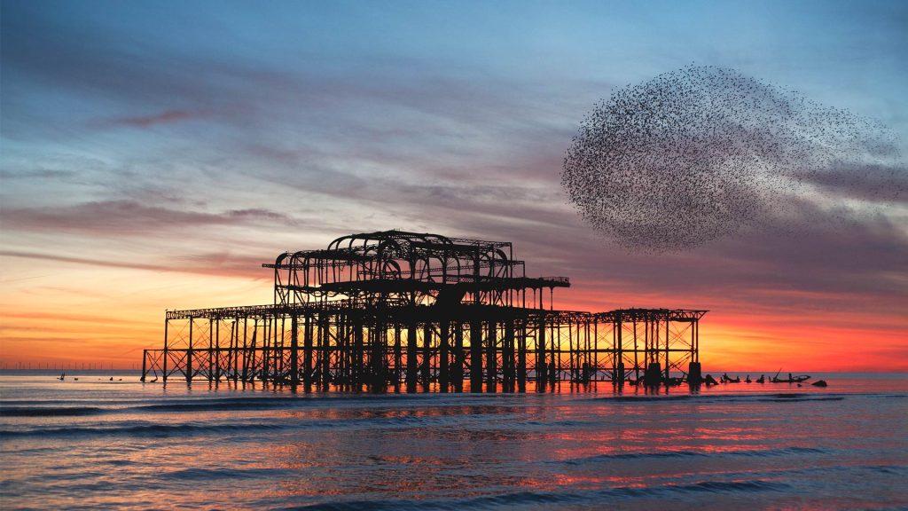 Starling Brighton2025