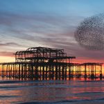 Starling Brighton2025