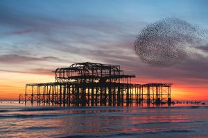 Starling Brighton2025
