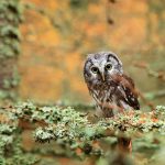 Teacher Owl