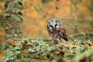 Teacher Owl