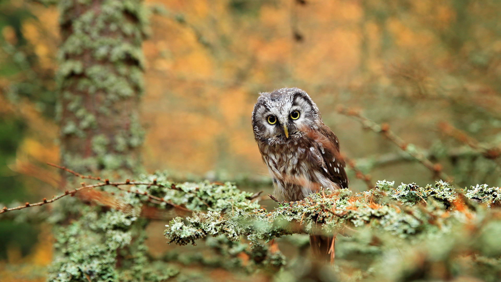 Teacher Owl