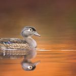 Wood Duck Hen