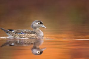Wood Duck Hen