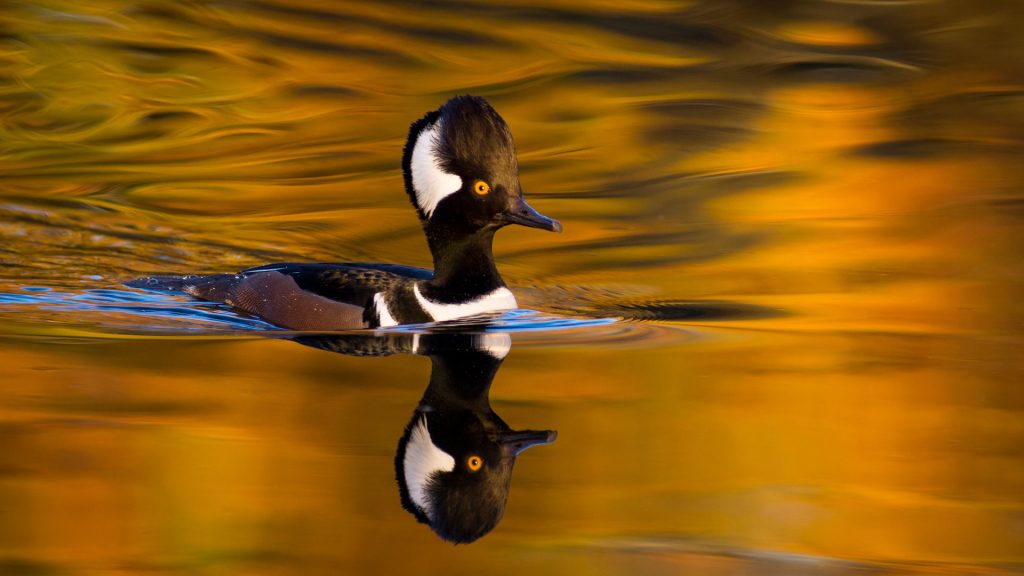 Autumn Merganser