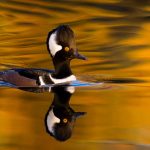 Autumn Merganser