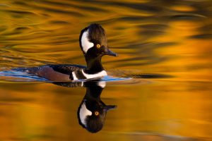Autumn Merganser