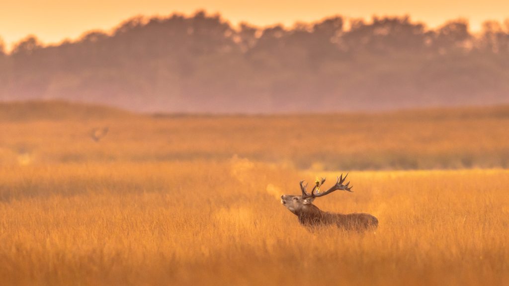 Deer Veluwe