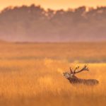Deer Veluwe