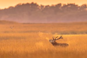 Deer Veluwe