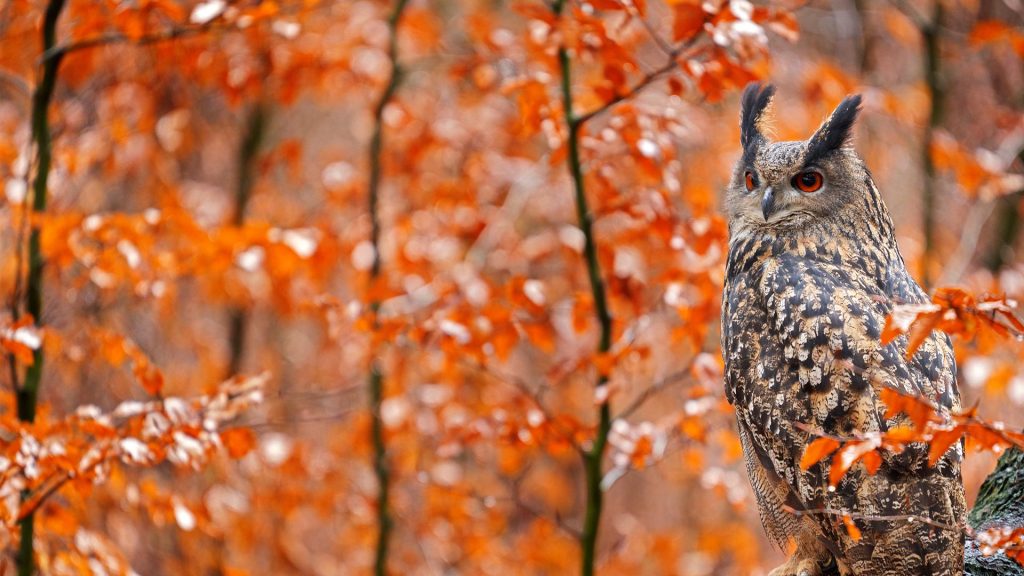Germany Owl