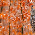 Germany Owl