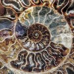 Madgascar Ammonite