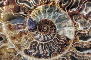 Madgascar Ammonite