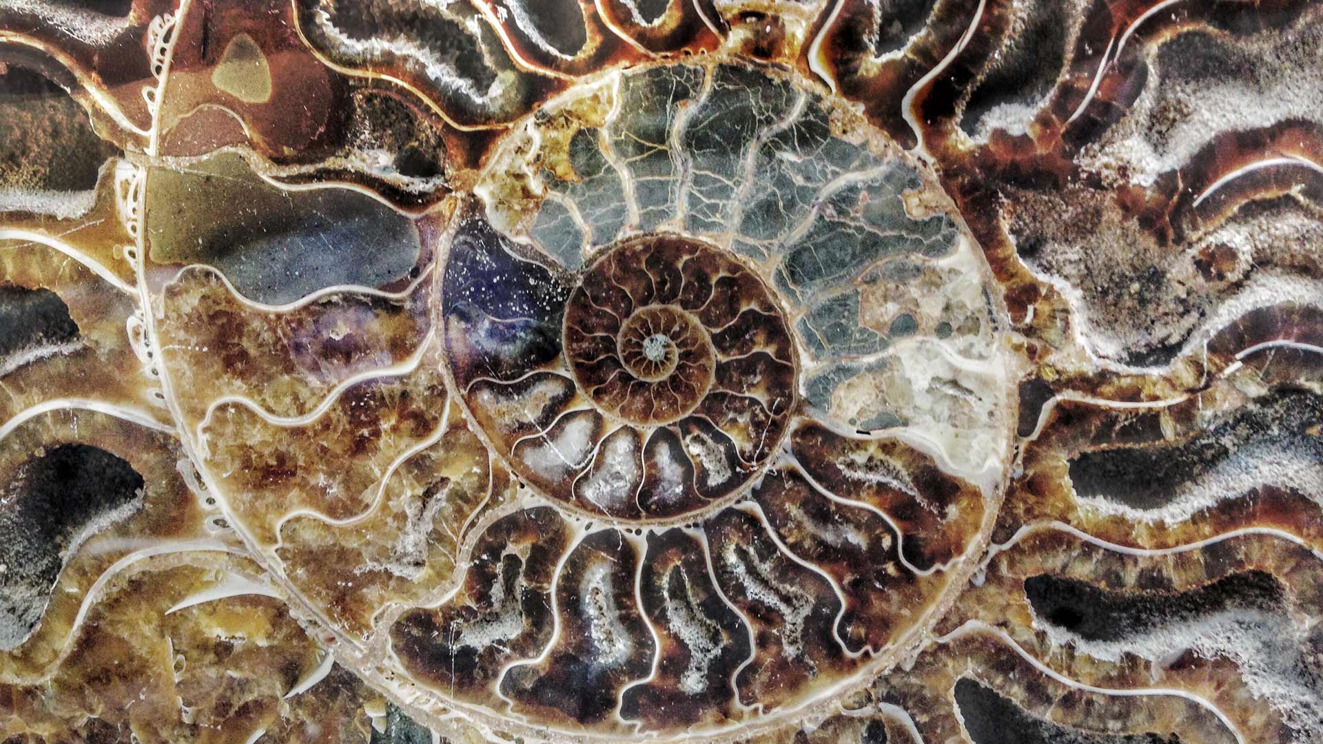 Madgascar Ammonite