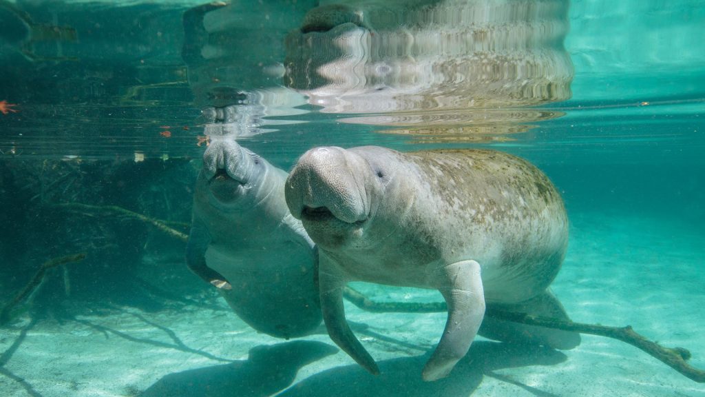 Manatee Baby