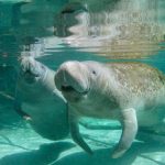 Manatee Baby