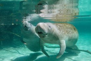 Manatee Baby