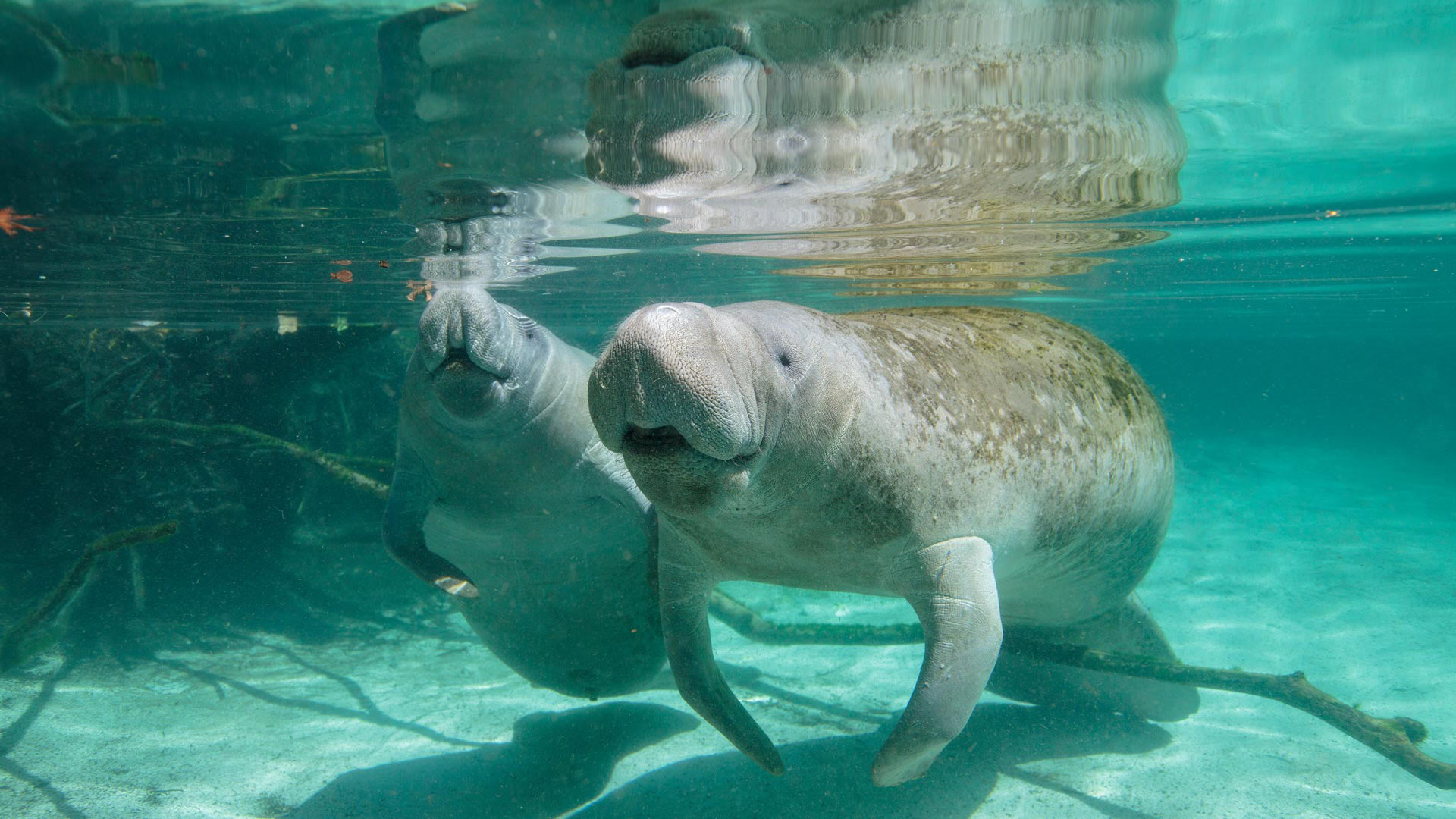 Manatee Baby