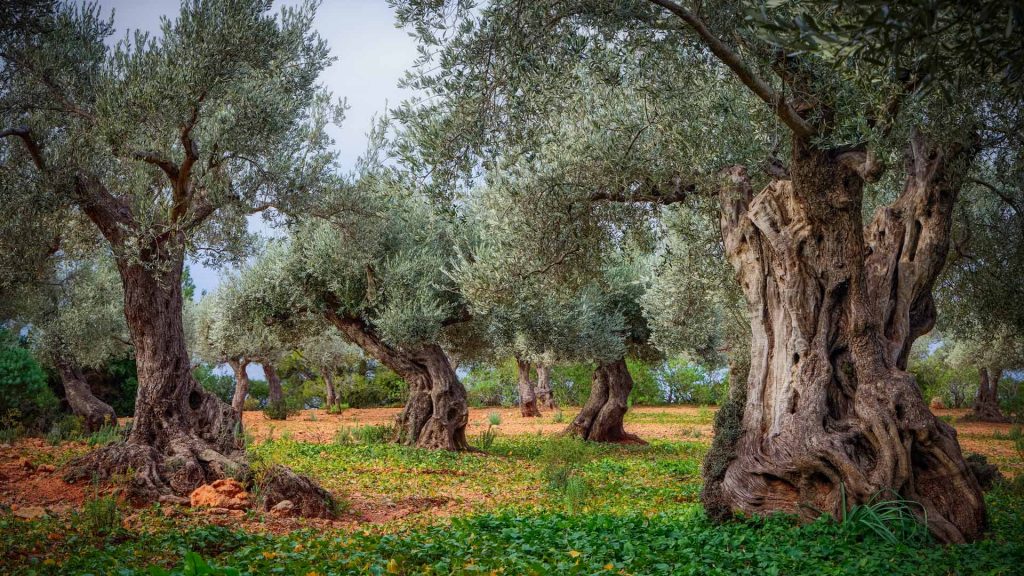 Olive Grove