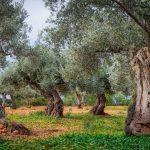 Olive Grove
