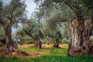 Olive Grove