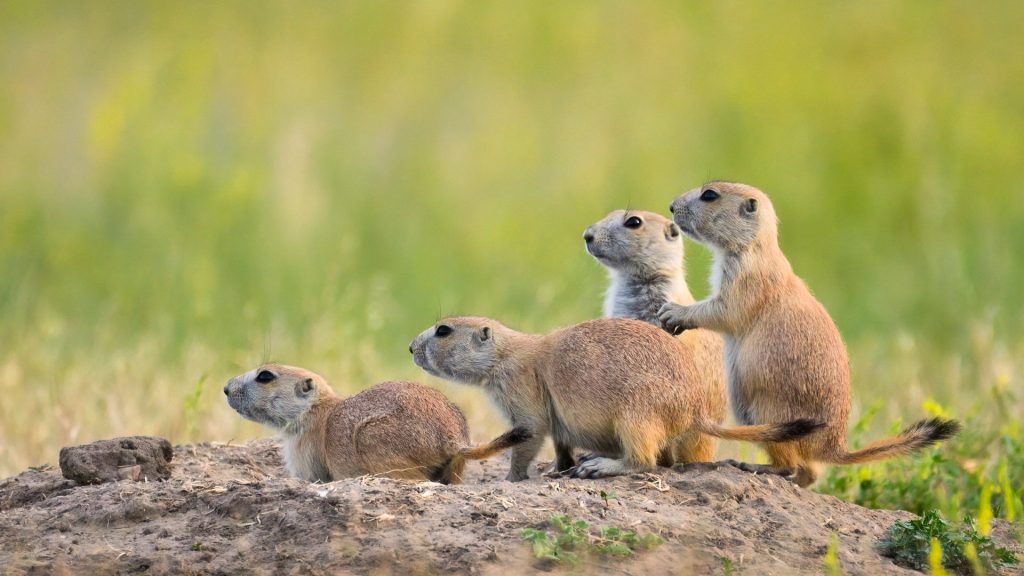 Prairie Dog Town