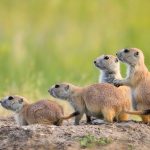 Prairie Dog Town