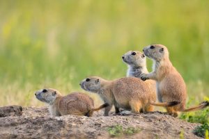 Prairie Dog Town