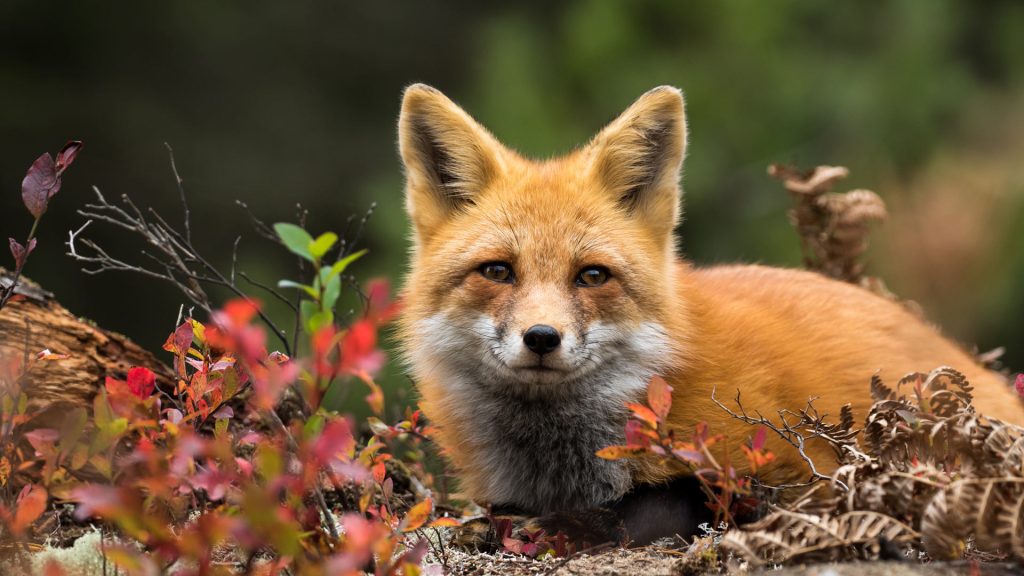 Red Fox Vulpes