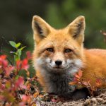 Red Fox Vulpes