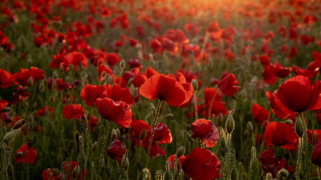 Remembrance Sunday2025