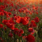 Remembrance Sunday2025