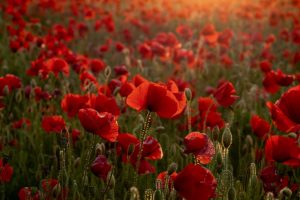 Remembrance Sunday2025