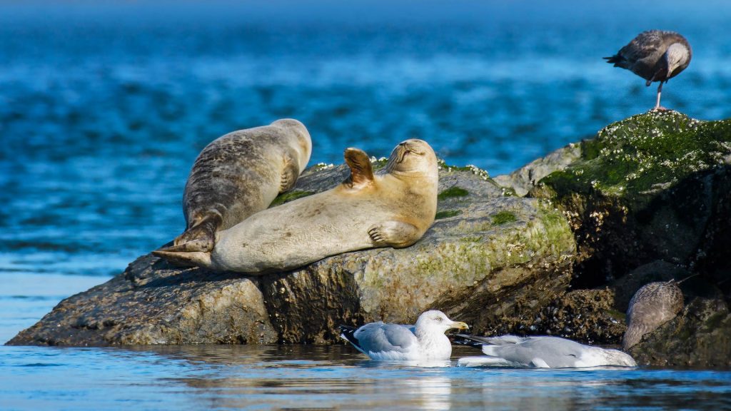 Seal Waving